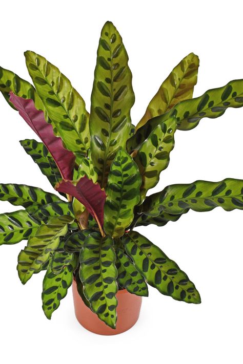 Rattlesnake Plant Care, Calathea Rattlesnake, Plant Leaves Turning Brown, Rattlesnake Plant, Calathea Lancifolia, Plant Leaves Turning Yellow, Calathea Plant, Plant Problems, Fertilizer For Plants