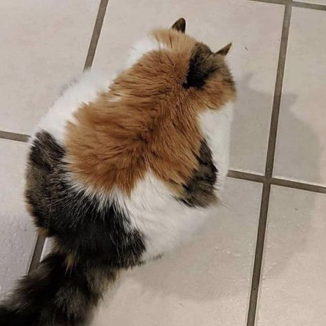 Chonky Cat, Lol Funny, Silly Cats Pictures, Fat Cat, Silly Animals, Calico Cat, Fat Cats, Silly Cats, Cute Creatures