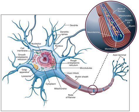 Golgi Apparatus, Endoplasmic Reticulum, Biology Anatomy, Cellular Biology, Nervous System Anatomy, Medical Assistant Student, Basic Anatomy And Physiology, Nurse Study Notes, Research Poster