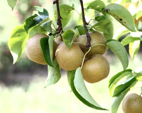 Pear Varieties, Asian Pears, Asian Pear, Fresh Eats, Balkon Decor, Pear Blossom, Pear Fruit, Drought Resistant, Pear Trees