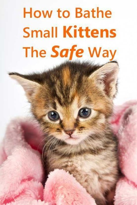 How To Bathe Small Kittens The Safe Way - Tips that could save a kitten's life. #kittencare Small Kitten, Cat Nutrition, Small Kittens, Cat Hacks, Foster Kittens, Healthy Cat, Cat Care Tips, Kitten Care, Pet Care Tips