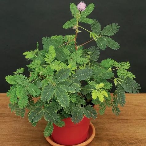 Touch Me Not Plant, Mimosa Plant, Mimosa Pudica, Live Indoor Plants, Sensitive Plant, Plant Party, Light Purple Flowers, Plant Hacks, Plant Labels