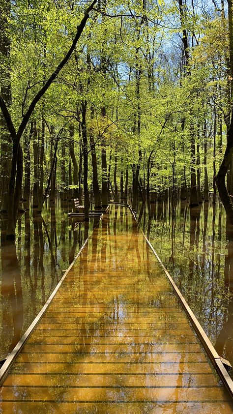 An Adventure in Congaree National Park – Seemingly Sam 2025 Prayer, Congaree National Park, Florida Aesthetic, Bald Cypress, National Parks Photography, Birthday Trip, Hiking Destinations, Scenery Nature, 2024 Christmas