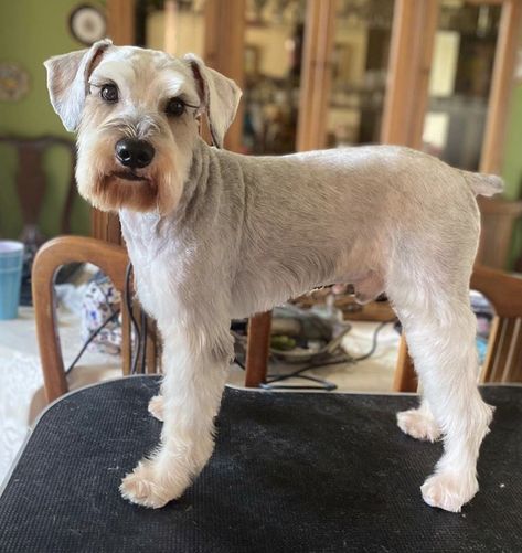 Mini Schnauzer Grooming Haircuts Short, White Schnauzer Haircut, Schnauzer Beard Grooming, Short Schnauzer Haircut, Mini Schnauzer Haircut, Mini Schnauzer Grooming Haircuts, Schnauzer Grooming Styles, Miniature Schnauzer Haircut, Schnauzer Haircuts