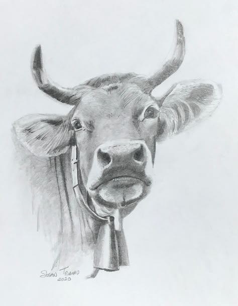 Cow Drawing Realistic, Cute Cow Sketch, Cow Drawings, Cow Sketch, Cow Eyes, Realistic Animal Drawings, Pyrography Ideas, Animal Sketch, Life Drawing Classes