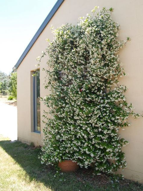 Garden decoration with jasmine the most popular climbing plant | My desired home Planting Bulbs In Spring, Garden Wall Designs, Growing Vines, Vertical Garden Wall, Building A Pergola, Vertical Garden Diy, Pergola Design, Garden Solutions, Walled Garden