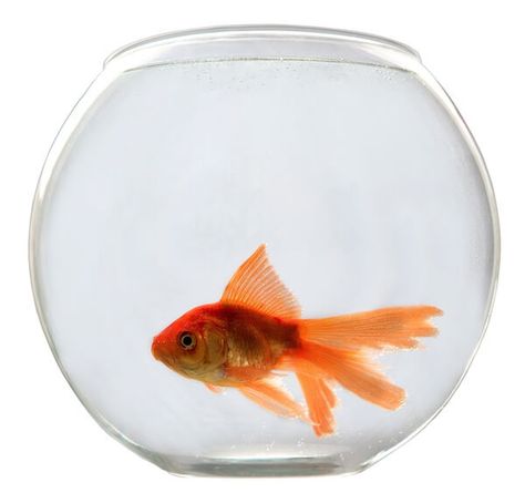 Pet Orange Goldfish In Bowl. Goldfish Aquarium, Pet Goldfish, Goldfish Bowl, Celebrating Diversity, Circle Painting, World Of Gumball, The Amazing World Of Gumball, Water Quality, Fish Bowl