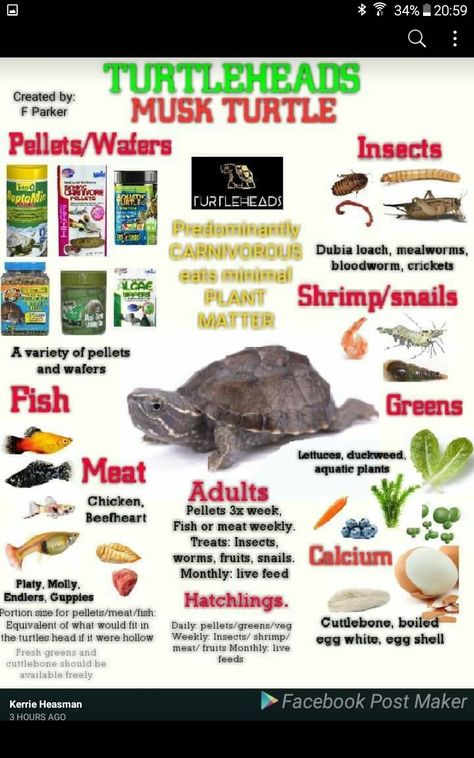 Musk turtle diet Common Musk Turtle, Musk Turtle Tank Ideas, Musk Turtle Tank, Pet Turtle Tank, Turtle Aquarium Ideas, Small Turtle Tank, Turtle Setup, Turtle Tank Ideas, Pet Turtle Care