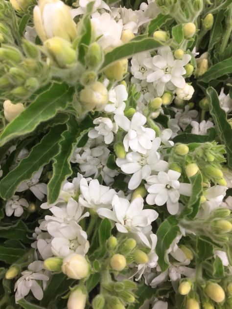 white tweedia. Tweedia Flower, White Tweedia, Santa Margarita, July Wedding, Flower Plant, Styled Shoot, Planting Flowers, Floral Design, Wedding Inspiration