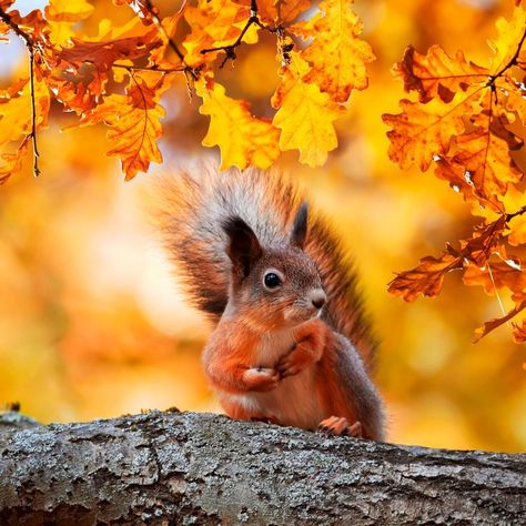 Beautiful closeup photo of curious red squirrel on a tree branch during Autumn season. #animals #animallovers #squirrel #nature #photo #photography #trending #trends #Pinterest Squirrel Aesthetic, Autumn Squirrel, Series Ideas, Autumn Animals, Fall Cats, Closeup Photo, Autumn Background, Wild Animals Pictures, Cute Rats