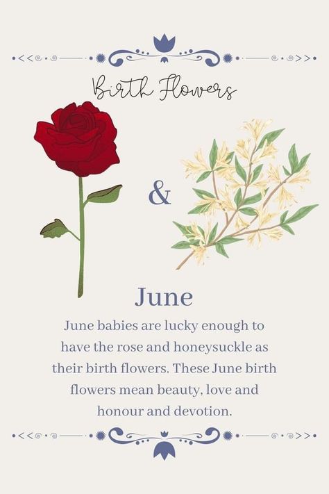 Birth Flowers Meaning, June Flowers Birth, June Birth Tattoo Ideas, Tattoo June Birth Month, June Tattoos Ideas Birth Month, Roses And Their Meanings, Flower For June Birth Month, Honeysuckle Flower Meaning, Rose And Honeysuckle Tattoo Birth Month