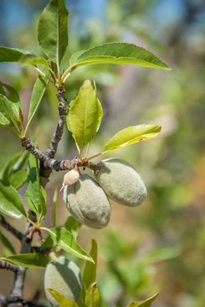 Container Grown Almond Tree Care: How To Grow An Almond In A Container If you live in a non-tropical climate, you may have success growing an almond tree in a pot. You may even harvest a few nuts after about three years. Learn more about container-grown almond trees in this article and see if it’s something you might wat to try. Almond Plant, Tree In A Pot, Almond Nails Designs Summer, Nut Trees, Berry Garden, Tattoo Plant, Apricot Blossom, Almond Tree, Tropical Climate