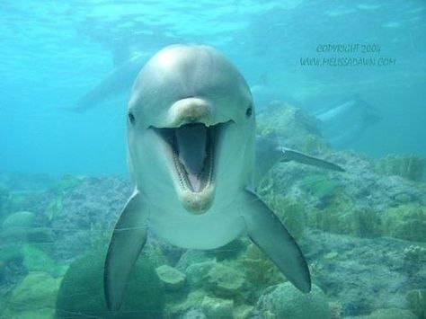 Dolphin smile, Smiling Animals, Fauna Marina, A Dolphin, Water Animals, Ha Ha, Marine Mammals, Happy Animals, Sea Animals, Sea Creatures