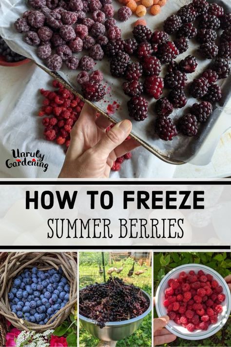 How To Freeze Blackberries, Alpine Strawberries, Aronia Berries, Types Of Berries, Freezing Food, Berry Patch, An Organized Home, Frozen Summer, Berry Recipes