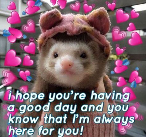 Have A Good Day Wholesome, Good Day Meme, Wholesome Pictures, Always Here For You, Cute Love Memes, Söt Katt, You Meme, Cute Messages, Have A Good Day