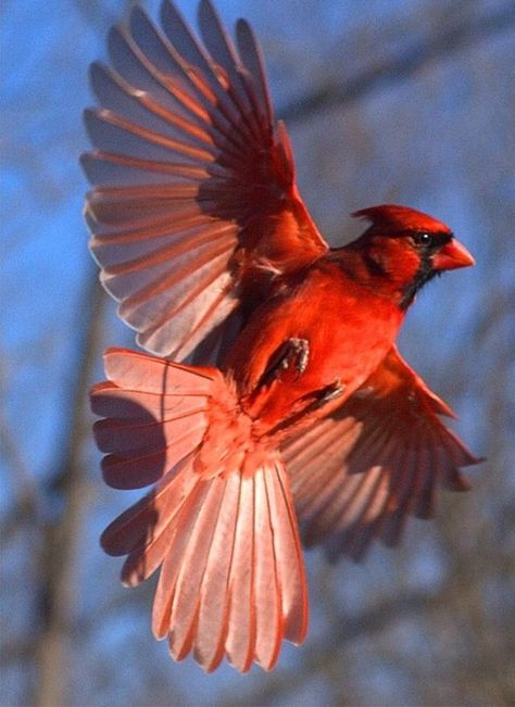 Red Bird Tattoo, Red Bird Tattoos, Tattoo Beautiful, Bird Tattoo, State Birds, Cardinal Birds, Red Bird, Wow Art, Backyard Birds