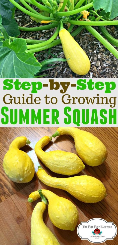 Vegetable List, Growing Squash, Homesteading Life, Squash Plant, Modern Homestead, Modern Homesteading, Homesteading Ideas, List Of Vegetables, Homestead Ideas