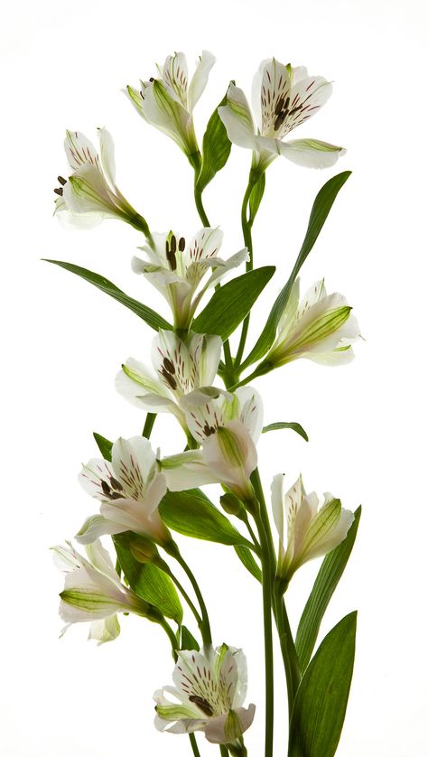 White Alstroemeria, Peruvian Lily, English Flowers, Floral Design Classes, Peruvian Lilies, Flower Identification, Natural Flowers, Pink Carnations, Language Of Flowers