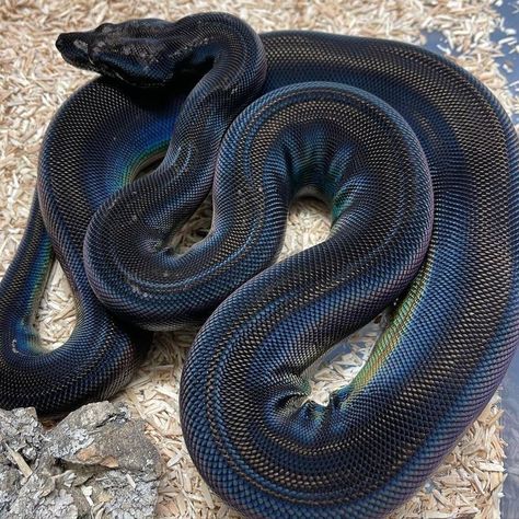 Black Rainbow Snake, Pet Boa Constrictor, Black Boa Constrictor, Cool Looking Snakes, Boa Constrictor Aesthetic, Boa Constrictor Pet, Cool Reptiles, Pretty Snakes Beautiful, Rainbow Boa Snake