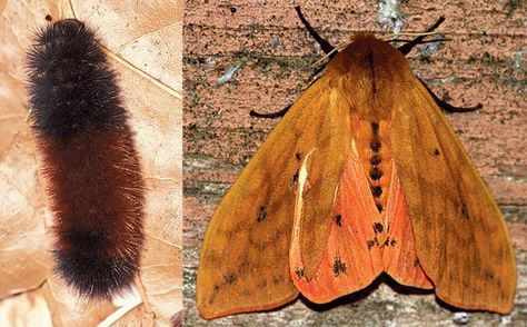 Transformations: WHAT DOES A WOOLY BEAR CATERPILLAR BECOME? Research #DdO:) - https://www.pinterest.com/DianaDeeOsborne/tiny-miracles/ - TINY MIRACLES. ANSWER: The Isabella Tiger Moth AKA Pyrrharctia isabella. Folklore says harsh winters are predicted by this creature that becomes abundant in the autumn. Found in many cold regions, including the Arctic. The banded Woolly Bear larva emerges from the egg in the fall and overwinters in its caterpillar form, when it freezes solid. A UNiQUE pin. Orange Moth, Art Creative Ideas, Caterpillar Tattoo, Wooly Bear Caterpillar, Black Caterpillar, Fuzzy Caterpillar, Woolly Bear, Butterfly Image, Bug Party