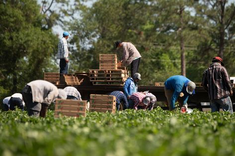 5 Tips for Keeping Farm Workers Comfortable in Extreme Heat - ProAg United Farm Workers, Crop Insurance, Farm Workers, Heat Rash, Migrant Worker, Health Administration, Safety Training, Food System, Occupational Health And Safety