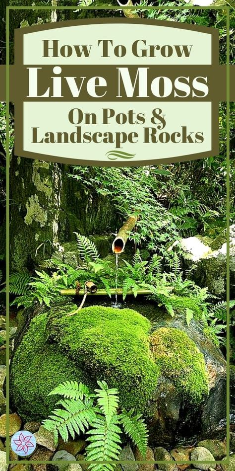 Grow Moss, Moss Lawn, Moss Growing, Landscape Rocks, Growing Moss, Container Water Gardens, Moss Plant, Flower Garden Design, Moss Garden