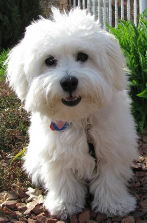 Coton de Tulear photo Cotton De Tulear, Goldendoodle Haircuts, Coton De Tulear Puppy, Coton De Tulear Dogs, Cutest Puppies, Coton De Tulear, Havanese Dogs, Maltese Dogs, Therapy Dogs