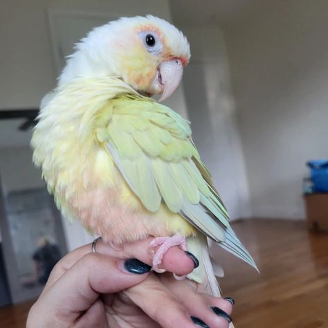 Natural light brings out those pastels Sun Cheek Conure, Colourful Animals Photography, Sun Conure Parrot Pet Birds, Moon Cheek Conure, Cool Birds, Bird Room, Conure Bird, Rainbow Animals, Birds Pet