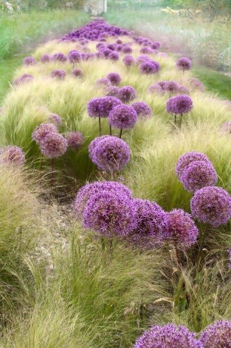 Ornamental Grasses, Mexican Feather Grass, Prairie Garden, Desain Lanskap, Grasses Garden, Have Inspiration, The Secret Garden, Front Garden, Dream Garden