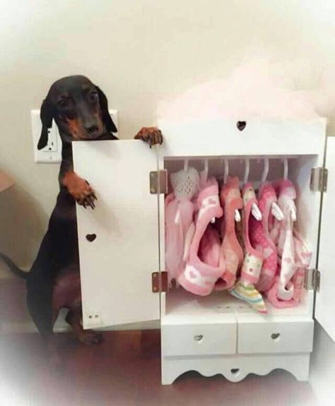 Dog Closet, Dog Bedroom, Dog Standing, Puppy Room, Dog German, Dog Rooms, Weenie Dogs, Dog Furniture, Dachshund Puppies