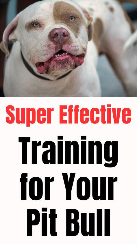 Frustration with Pitbull training can quickly put a wedge between you and your dog, causing you to feel disconnected or even resentful toward your pup.  If you’re dealing with an aggressive Pit Bull, this will help!

Pit Bull Training Problems?  Best Training for Pit Bulls | How to Train a Pit Bull Pitbull Puppies Training, Pitbull Training, Pit Dog, Dog At Home, Dog Behaviorist, Dog Behavior Problems, Dog Training Advice, Dog Training Techniques, Calm Dogs