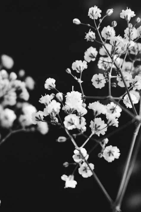 Monochrome Aesthetic, Wallpaper Estetika, Black And White Photo Wall, Black And White Picture Wall, White Plants, Have Inspiration, Black And White Flowers, Gray Aesthetic, Aesthetic Black