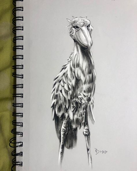 Shoebill Stork Drawing, Shoebill Stork Tattoo, Stork Tattoo, Shoebill Stork, Tattoos Inspiration, Drawing Sketchbook, Tattoo Outline, Marketing Campaign, Creative Tattoos