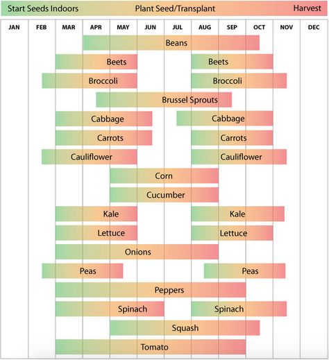 Zone 7 Planting Schedule from http://www.ufseeds.com/Zone-7-Planting-Calendar.html Vegetable Planting Calendar, Planting Schedule, Vegetable Planting, Tattoo Plant, When To Plant Vegetables, Planting Calendar, Hardiness Zones, Plant Zones, Gardening Zones