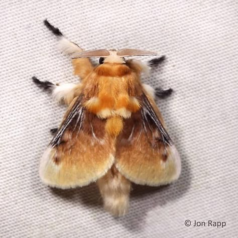 Southern Flannel or Puss Moth - Megalopyge opercularis Southern Flannel Moth, Fluffy Moths, Fluffy Moth, Flannel Moth, Motte And Bailey, Poodle Moth, Brown Moth, Colorful Moths, Cute Moth