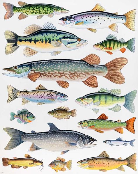 Fish of Lake George - Andrew Thompson Lake Fish Painting, Lake Fish Art, Lake Fish Drawing, Fish Armor, Painted Coolers, Lodge Bedroom, Fish Illustrations, Lake Animals, Lake Fish