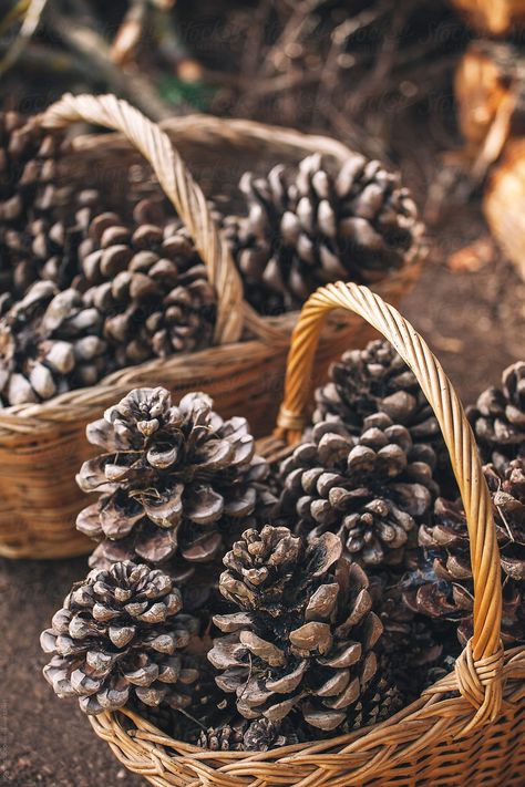 Only Aesthetic, Photography Challenge, Winter Photo, Local Farm, Wicker Basket, Pine Cone, Autumn Day, Aesthetic Photo, Pine Cones