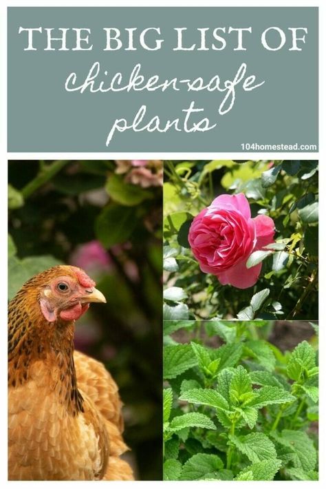 The Big List of Chicken-Safe Plants for In & Around Your Coop What To Plant Near Chicken Coop, Good Plants To Plant Around Chicken Coop, Plants To Grow In Chicken Coop, Gardening Around Chicken Coop, Herbs To Plant Around Chicken Coop, Vines To Grow On Chicken Coop, Plants To Grow For Chickens To Eat, What To Plant In A Chicken Run, Plants Chickens Can Eat