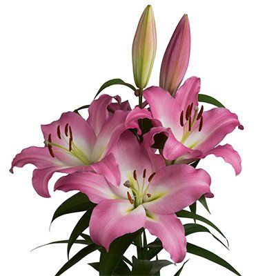 Wedding Flowers Lilies, Lily Care, Dyed Flowers, Floral Trends, Flower Icons, What To Watch, Green Heart, Annual Flowers, Flower Food