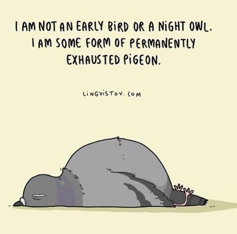 Permanently Exhausted Pigeon, Memories Quotes, Cute Quotes, Pigeon, Funny Quotes, Avatar, Memes, Funny, Quotes