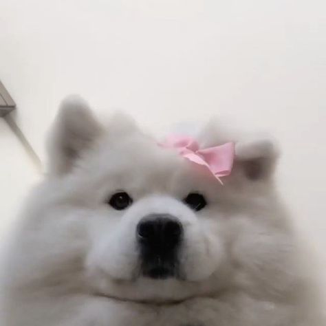 14 Interesting Facts About the Samoyed Aesthetic Samoyed, Working Dogs Breeds, Dog Cone, Samoyed Puppy, Very Cute Puppies, Samoyed Dogs, Working Dog, Olden Days, Bear Dog