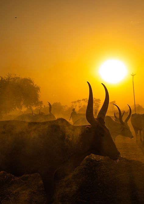 South Africa Restaurants, African Cowboy, Mundari Tribe, Trevor Chamberlain, Africa Landscape, African Portraits Art, Africa Tribes, Abstract Artwork Painting, Long Horns