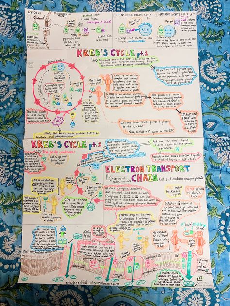 Cell Respiration Notes, Electron Transport Chain Notes, Respiration In Plants Notes Class 11, Respiration In Plants Notes, Krebs Cycle Notes, Cellular Respiration Poster, Cell Cycle Notes, Cellular Respiration Notes, Cell Poster