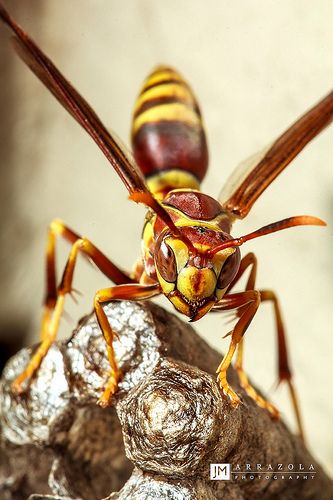 Wasp Reference, Wasp Aesthetic, Paper Wasp, Wasp Insect, Weird Insects, Bee Artwork, Cool Insects, Insect Photography, Bees And Wasps