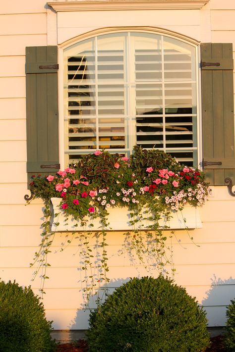 Window boxes White Picket Fence Ideas, Picket Fence Ideas, Wooden Window Boxes, Make A Window, Window Flowers, Window Garden, Fence Designs, Window Box Flowers, White Picket Fence