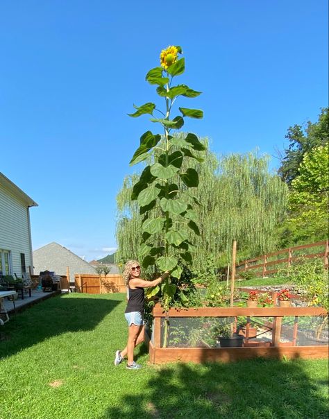 Mammoth Sunflower, Giant Sunflower, Backyard Flocks, Sunflower Garden, Heirloom Vegetables, Do You Like It, Nurseries, Garden Seeds, Best Funny Pictures