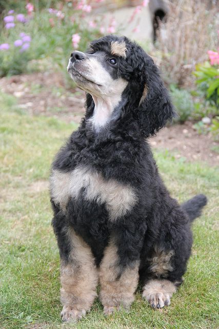 poodle pup...i love her pattern Phantom Poodle Standard, Poodles Puppies, Blue Poodle, Phantom Poodle, Miniature Poodles, Poodle Cuts, Bernedoodle Puppy, Poodle Grooming, Standard Poodles