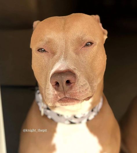 Dog Pfp, Light Skin, Tag A Friend, Pitbull, Follow Me, Skin, On Instagram, Instagram