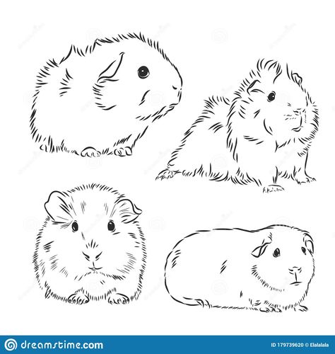 Pig Outline Drawing, Guinea Pig Drawing, Pig Outline, Pig Sketch, Pig Tattoo, Pig Painting, Baby Guinea Pigs, Pig Pictures, Pig Drawing