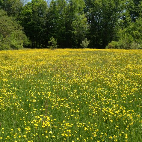 A field of buttercups. Rocky River Reservation. Calm Nature, Rocky River, Yellow Flower, Flower Field, Pretty Pictures, Yellow Flowers, Rocky, Cute Pictures, Watermelon